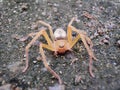 Closeup shot of a brown recluse spider on the soil Royalty Free Stock Photo