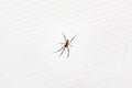 Closeup shot of a brown recluse spider on a white striped background