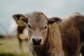 Closeup shot of a brown rural cow on a meadow