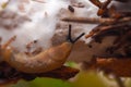 Closeup shot of a brown slug on a parasol mushroom fruiting body stem with visible mycelium threads.