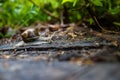 Closeup shot of a brown snail crawling on a forest floor Royalty Free Stock Photo