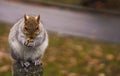 Closeup shot of a brown squirrel chewing on a nut on a stone pole
