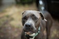 Closeup shot of a brown Staffordshire bull terrier dog on a blurred background Royalty Free Stock Photo