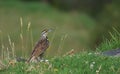 Closeup shot of brown thrasher bird Royalty Free Stock Photo