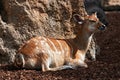 Closeup shot of brown western sitatunga in a zoo Royalty Free Stock Photo