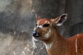 Closeup shot of brown western sitatunga in a zoo Royalty Free Stock Photo