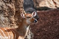 Closeup shot of brown western sitatunga in a zoo Royalty Free Stock Photo