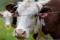 Closeup shot of a brown white cow with red ear tags near barbed wire Royalty Free Stock Photo