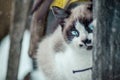 Closeup shot of the brown and white face of a cute blue-eyed cat behind the wooden sticks Royalty Free Stock Photo