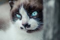 Closeup shot of the brown and white face of a cute blue-eyed cat Royalty Free Stock Photo