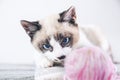 Closeup shot of the brown and white face of a cute blue-eyed cat Royalty Free Stock Photo