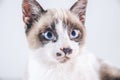 Closeup shot of the brown and white face of a cute blue-eyed cat Royalty Free Stock Photo