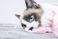 Closeup shot of the brown and white face of a cute blue-eyed cat lying on wool threads Royalty Free Stock Photo