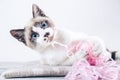 Closeup shot of the brown and white face of a cute blue-eyed cat playing with a ball of wool