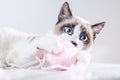 Closeup shot of the brown and white face of a cute blue-eyed cat playing with a ball of wool Royalty Free Stock Photo