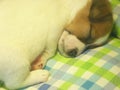 Closeup shot of a brown and white sleeping puppy on the blanket Royalty Free Stock Photo