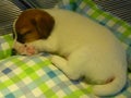 Closeup shot of a brown and white sleeping puppy on the blanket Royalty Free Stock Photo