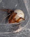 Closeup shot of a brown widow spider building its cobweb on a gray surface with blur background Royalty Free Stock Photo