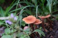 Closeup shot of the brown wild mushroom near the grass Royalty Free Stock Photo