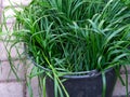 A closeup shot of a bucket full of green grass standing on tiles outdoors