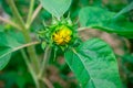 Closeup shot of the bud of a sunflower and its green leaves  in a farmland Royalty Free Stock Photo