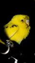 budgie or budgerigar parrot with fluffy yellow feathers
