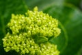 Closeup shot of buds of green hydrangea flowers Royalty Free Stock Photo