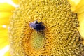 Closeup shot of a buff-tailed bumblebee perching on sunflower, gathering nectar with blur background