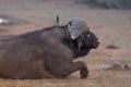 Closeup shot of a buffalo laying on the ground Royalty Free Stock Photo