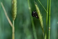 Closeup shot of a bug on the wheatgrass in the forest