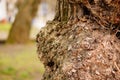 Closeup shot of a bulge on a tree trunk against a blurry background