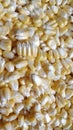 Closeup shot of bulk of corn grains