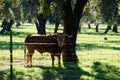 Closeup shot of a bull in a field next to a wire fence and a tree Royalty Free Stock Photo