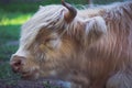 Closeup shot of a bull with greenery in the background Royalty Free Stock Photo