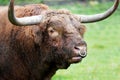 Closeup shot of a bull in the greenery under the daylight Royalty Free Stock Photo