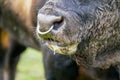 Closeup shot of a bull in the greenery under the daylight Royalty Free Stock Photo