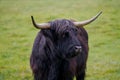 Closeup shot of a bull in the greenery under the daylight Royalty Free Stock Photo