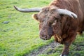 Closeup shot of a bull in the greenery under the daylight Royalty Free Stock Photo