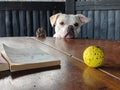 Closeup shot of a bulldog leaning on the side of a wooden table to reach a dirty tennis ball