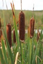 Closeup shot of bulrushes growing next to a river