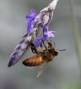 Closeup shot of a bumblebee collecting nectar on a purple lavender Royalty Free Stock Photo