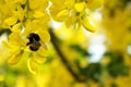 Closeup shot of a bumblebee enjoying the yellow flowers of a Laburnum tree Royalty Free Stock Photo