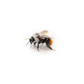 closeup shot of a bumblebee isolated on a white background Royalty Free Stock Photo