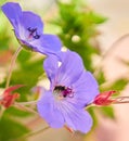 Closeup shot of a bumblebee on pollen of Cranesbill Geranium flower Royalty Free Stock Photo