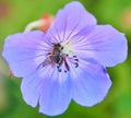 Closeup shot of a bumblebee on pollen of Cranesbill Geranium flower Royalty Free Stock Photo