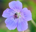 Closeup shot of a bumblebee on pollen of Cranesbill Geranium flower Royalty Free Stock Photo