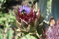 Closeup shot of a bumblebee on a purple artichoke flower Royalty Free Stock Photo