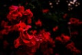 Closeup shot of a bunch of beautiful red flowers with a blurry dark background Royalty Free Stock Photo