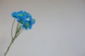 Closeup shot of a bunch of bright blue daisies on a white wall background