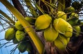 Closeup shot of a bunch of coconuts on top of a coconut tree